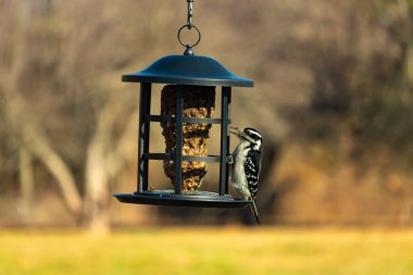 Bir Downy Ağaçkakanı, bir kuş yemliğine yapışır, siyah ve beyaz tüyleri, sessiz arka planda keskin bir şekilde tanımlanır. Vahşi yaşamın ayrıntılarıyla yakalandığı bir an..