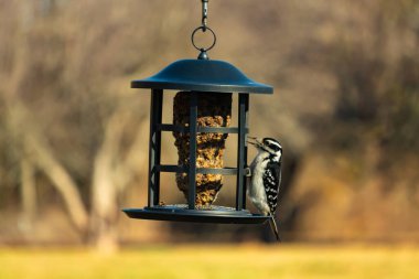 Bir Downy Ağaçkakanı, bir kuş yemliğine yapışır, siyah ve beyaz tüyleri, sessiz arka planda keskin bir şekilde tanımlanır. Vahşi yaşamın ayrıntılarıyla yakalandığı bir an..