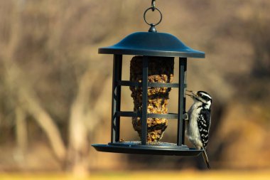 Bir Downy Ağaçkakanı, bir kuş yemliğine yapışır, siyah ve beyaz tüyleri, sessiz arka planda keskin bir şekilde tanımlanır. Vahşi yaşamın ayrıntılarıyla yakalandığı bir an..