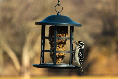 Bir Downy Ağaçkakanı, bir kuş yemliğine yapışır, siyah ve beyaz tüyleri, sessiz arka planda keskin bir şekilde tanımlanır. Vahşi yaşamın ayrıntılarıyla yakalandığı bir an..