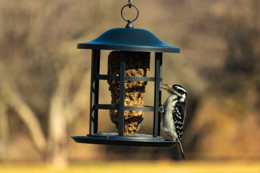 Bir Downy Ağaçkakanı, bir kuş yemliğine yapışır, siyah ve beyaz tüyleri, sessiz arka planda keskin bir şekilde tanımlanır. Vahşi yaşamın ayrıntılarıyla yakalandığı bir an..