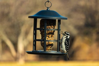 Bir Downy Ağaçkakanı, bir kuş yemliğine yapışır, siyah ve beyaz tüyleri, sessiz arka planda keskin bir şekilde tanımlanır. Vahşi yaşamın ayrıntılarıyla yakalandığı bir an..