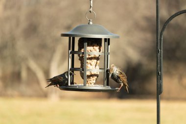 İki sığırcık bir kuş yemliğinin üzerine tünemiş, benekli tüyleri yumuşak, bulanık bir arka planda ışığı yakalıyor. Doğada paylaşılan bir besin anı.