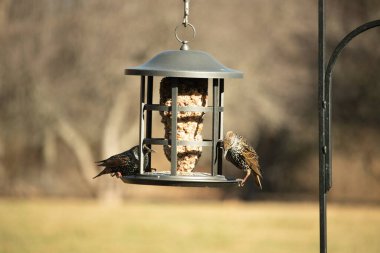 İki sığırcık bir kuş yemliğinin üzerine tünemiş, benekli tüyleri yumuşak, bulanık bir arka planda ışığı yakalıyor. Doğada paylaşılan bir besin anı.