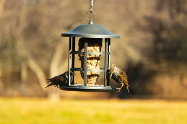 İki sığırcık bir kuş yemliğinin üzerine tünemiş, benekli tüyleri yumuşak, bulanık bir arka planda ışığı yakalıyor. Doğada paylaşılan bir besin anı.