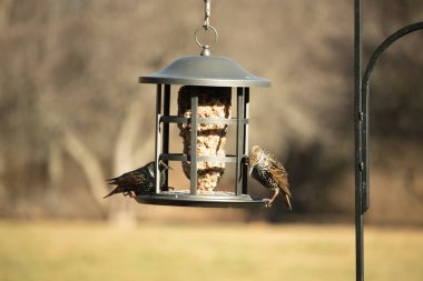 İki sığırcık bir kuş yemliğinin üzerine tünemiş, benekli tüyleri yumuşak, bulanık bir arka planda ışığı yakalıyor. Doğada paylaşılan bir besin anı.