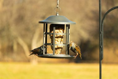 İki sığırcık bir kuş yemliğinin üzerine tünemiş, benekli tüyleri yumuşak, bulanık bir arka planda ışığı yakalıyor. Doğada paylaşılan bir besin anı.