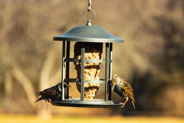 İki sığırcık bir kuş yemliğinin üzerine tünemiş, benekli tüyleri yumuşak, bulanık bir arka planda ışığı yakalıyor. Doğada paylaşılan bir besin anı.