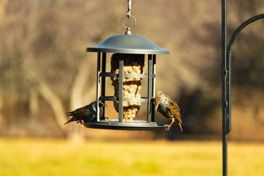 İki sığırcık bir kuş yemliğinin üzerine tünemiş, benekli tüyleri yumuşak, bulanık bir arka planda ışığı yakalıyor. Doğada paylaşılan bir besin anı.
