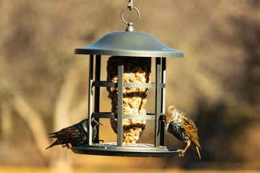 İki sığırcık bir kuş yemliğinin üzerine tünemiş, benekli tüyleri yumuşak, bulanık bir arka planda ışığı yakalıyor. Doğada paylaşılan bir besin anı.