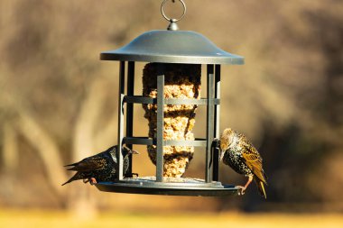İki sığırcık bir kuş yemliğinin üzerine tünemiş, benekli tüyleri yumuşak, bulanık bir arka planda ışığı yakalıyor. Doğada paylaşılan bir besin anı.