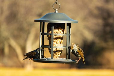 İki sığırcık bir kuş yemliğinin üzerine tünemiş, benekli tüyleri yumuşak, bulanık bir arka planda ışığı yakalıyor. Doğada paylaşılan bir besin anı.