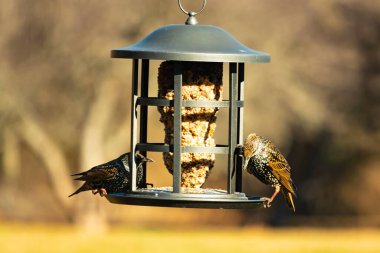 İki sığırcık bir kuş yemliğinin üzerine tünemiş, benekli tüyleri yumuşak, bulanık bir arka planda ışığı yakalıyor. Doğada paylaşılan bir besin anı.