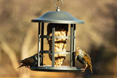 İki sığırcık bir kuş yemliğinin üzerine tünemiş, benekli tüyleri yumuşak, bulanık bir arka planda ışığı yakalıyor. Doğada paylaşılan bir besin anı.