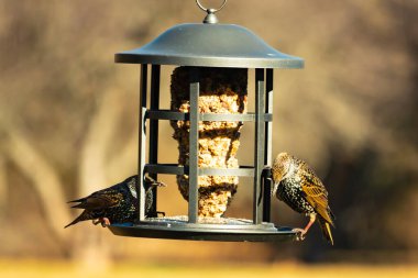 İki sığırcık bir kuş yemliğinin üzerine tünemiş, benekli tüyleri yumuşak, bulanık bir arka planda ışığı yakalıyor. Doğada paylaşılan bir besin anı.