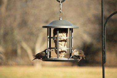 İki sığırcık bir kuş yemliğinin üzerine tünemiş, benekli tüyleri yumuşak, bulanık bir arka planda ışığı yakalıyor. Doğada paylaşılan bir besin anı.