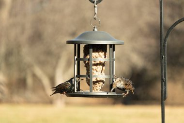 İki sığırcık bir kuş yemliğinin üzerine tünemiş, benekli tüyleri yumuşak, bulanık bir arka planda ışığı yakalıyor. Doğada paylaşılan bir besin anı.