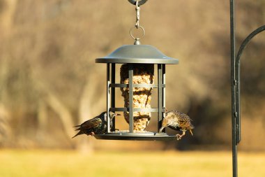 İki sığırcık bir kuş yemliğinin üzerine tünemiş, benekli tüyleri yumuşak, bulanık bir arka planda ışığı yakalıyor. Doğada paylaşılan bir besin anı.