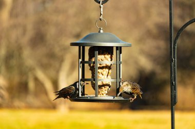 İki sığırcık bir kuş yemliğinin üzerine tünemiş, benekli tüyleri yumuşak, bulanık bir arka planda ışığı yakalıyor. Doğada paylaşılan bir besin anı.
