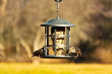 İki sığırcık bir kuş yemliğinin üzerine tünemiş, benekli tüyleri yumuşak, bulanık bir arka planda ışığı yakalıyor. Doğada paylaşılan bir besin anı.