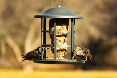İki sığırcık bir kuş yemliğinin üzerine tünemiş, benekli tüyleri yumuşak, bulanık bir arka planda ışığı yakalıyor. Doğada paylaşılan bir besin anı.