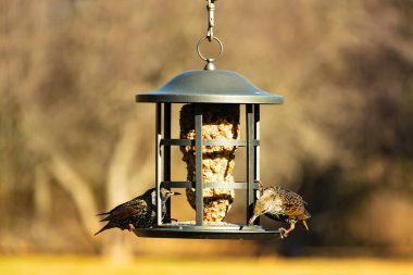 İki sığırcık bir kuş yemliğinin üzerine tünemiş, benekli tüyleri yumuşak, bulanık bir arka planda ışığı yakalıyor. Doğada paylaşılan bir besin anı.
