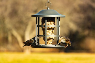 İki sığırcık bir kuş yemliğinin üzerine tünemiş, benekli tüyleri yumuşak, bulanık bir arka planda ışığı yakalıyor. Doğada paylaşılan bir besin anı.