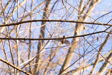 Uçuşun ortasında bir şahin, geniş kanatlara yayıldı, parlak mavi bir gökyüzüne ve bulanık ağaç dallarına yakalandı. Vahşi, doğal bir hareket anı. Yırtıcı kuş.