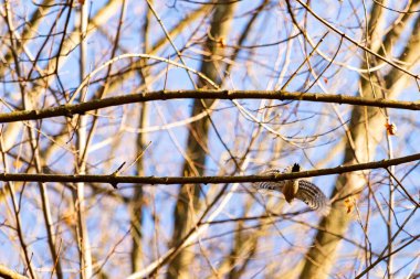 Uçuşun ortasında bir şahin, geniş kanatlara yayıldı, parlak mavi bir gökyüzüne ve bulanık ağaç dallarına yakalandı. Vahşi, doğal bir hareket anı. Yırtıcı kuş.