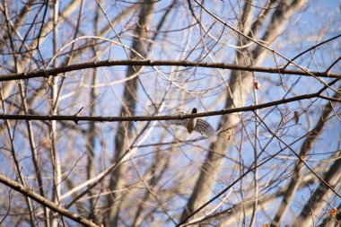 Uçuşun ortasında bir şahin, geniş kanatlara yayıldı, parlak mavi bir gökyüzüne ve bulanık ağaç dallarına yakalandı. Vahşi, doğal bir hareket anı. Yırtıcı kuş.