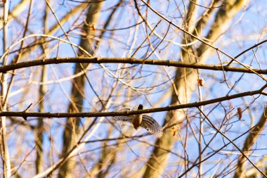 Uçuşun ortasında bir şahin, geniş kanatlara yayıldı, parlak mavi bir gökyüzüne ve bulanık ağaç dallarına yakalandı. Vahşi, doğal bir hareket anı. Yırtıcı kuş.