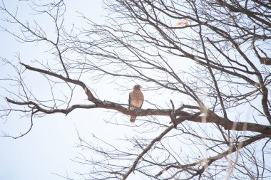 Görkemli kırmızı omuzlu şahin solgun bir gökyüzüne karşı çıplak bir dala tünedi. Tüyleri, sert kış sahnesinde göze çarpıyor. Vahşi yaşam. Yırtıcı kuş.