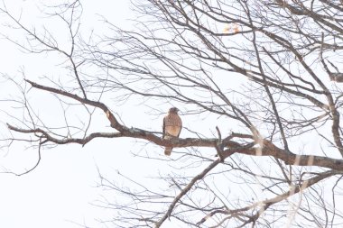 Görkemli kırmızı omuzlu şahin solgun bir gökyüzüne karşı çıplak bir dala tünedi. Tüyleri, sert kış sahnesinde göze çarpıyor. Vahşi yaşam. Yırtıcı kuş.