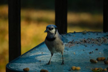 Parlak mavi tüyleri, siyah bir kolyesi ve ibikli kafası olan çarpıcı bir Mavi Jay dağınık fıstıklı, dokulu, buzlu bir masada duruyor. Cesur ziyaretçi..