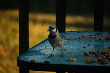 Parlak mavi tüyleri, siyah bir kolyesi ve ibikli kafası olan çarpıcı bir Mavi Jay dağınık fıstıklı, dokulu, buzlu bir masada duruyor. Cesur ziyaretçi..