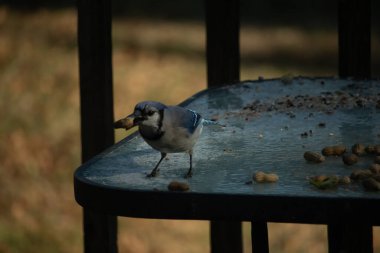 Siyah kolyeli canlı mavi ve beyaz bir Mavi Jay, parçalanmış fındıklı, desenli, buzlu bir yüzeyde dururken gagasında bir fıstık tutuyor. Cesur arka bahçe kuşu..
