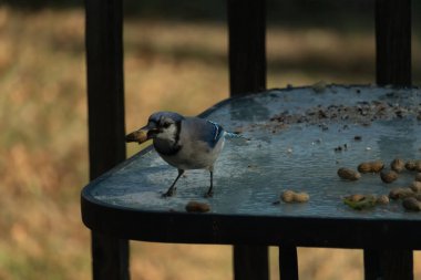 Siyah kolyeli canlı mavi ve beyaz bir Mavi Jay, parçalanmış fındıklı, desenli, buzlu bir yüzeyde dururken gagasında bir fıstık tutuyor. Cesur arka bahçe kuşu..