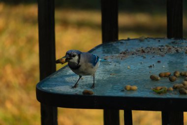 Siyah kolyeli canlı mavi ve beyaz bir Mavi Jay, parçalanmış fındıklı, desenli, buzlu bir yüzeyde dururken gagasında bir fıstık tutuyor. Cesur arka bahçe kuşu..
