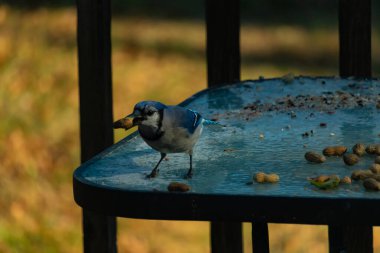 Siyah kolyeli canlı mavi ve beyaz bir Mavi Jay, parçalanmış fındıklı, desenli, buzlu bir yüzeyde dururken gagasında bir fıstık tutuyor. Cesur arka bahçe kuşu..