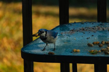 Siyah kolyeli canlı mavi ve beyaz bir Mavi Jay, parçalanmış fındıklı, desenli, buzlu bir yüzeyde dururken gagasında bir fıstık tutuyor. Cesur arka bahçe kuşu..