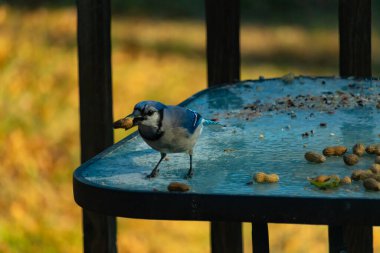Siyah kolyeli canlı mavi ve beyaz bir Mavi Jay, parçalanmış fındıklı, desenli, buzlu bir yüzeyde dururken gagasında bir fıstık tutuyor. Cesur arka bahçe kuşu..