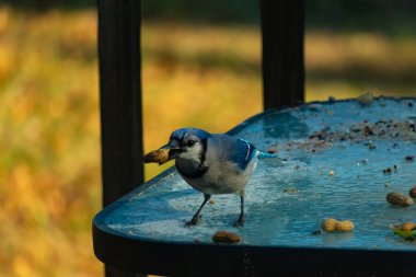 Siyah kolyeli canlı mavi ve beyaz bir Mavi Jay, parçalanmış fındıklı, desenli, buzlu bir yüzeyde dururken gagasında bir fıstık tutuyor. Cesur arka bahçe kuşu..