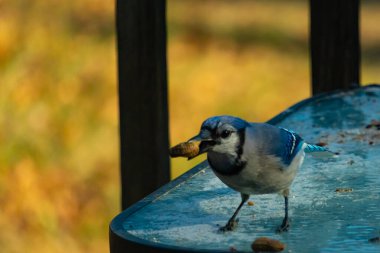 Siyah kolyeli canlı mavi ve beyaz bir Mavi Jay, parçalanmış fındıklı, desenli, buzlu bir yüzeyde dururken gagasında bir fıstık tutuyor. Cesur arka bahçe kuşu..