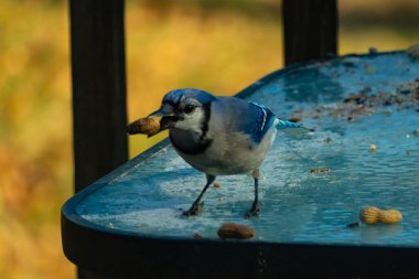 Siyah kolyeli canlı mavi ve beyaz bir Mavi Jay, parçalanmış fındıklı, desenli, buzlu bir yüzeyde dururken gagasında bir fıstık tutuyor. Cesur arka bahçe kuşu..