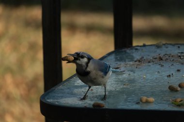 Siyah kolyeli canlı mavi ve beyaz bir Mavi Jay, parçalanmış fındıklı, desenli, buzlu bir yüzeyde dururken gagasında bir fıstık tutuyor. Cesur arka bahçe kuşu..