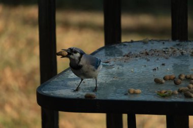 Siyah kolyeli canlı mavi ve beyaz bir Mavi Jay, parçalanmış fındıklı, desenli, buzlu bir yüzeyde dururken gagasında bir fıstık tutuyor. Cesur arka bahçe kuşu..