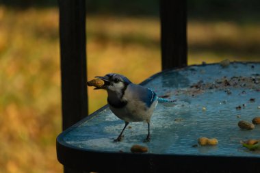 Siyah kolyeli canlı mavi ve beyaz bir Mavi Jay, parçalanmış fındıklı, desenli, buzlu bir yüzeyde dururken gagasında bir fıstık tutuyor. Cesur arka bahçe kuşu..