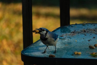 Siyah kolyeli canlı mavi ve beyaz bir Mavi Jay, parçalanmış fındıklı, desenli, buzlu bir yüzeyde dururken gagasında bir fıstık tutuyor. Cesur arka bahçe kuşu..