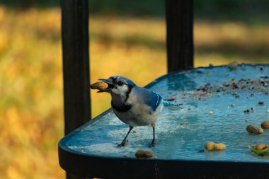 Siyah kolyeli canlı mavi ve beyaz bir Mavi Jay, parçalanmış fındıklı, desenli, buzlu bir yüzeyde dururken gagasında bir fıstık tutuyor. Cesur arka bahçe kuşu..