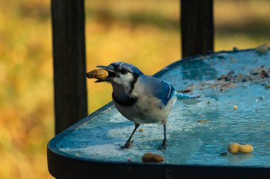 Siyah kolyeli canlı mavi ve beyaz bir Mavi Jay, parçalanmış fındıklı, desenli, buzlu bir yüzeyde dururken gagasında bir fıstık tutuyor. Cesur arka bahçe kuşu..